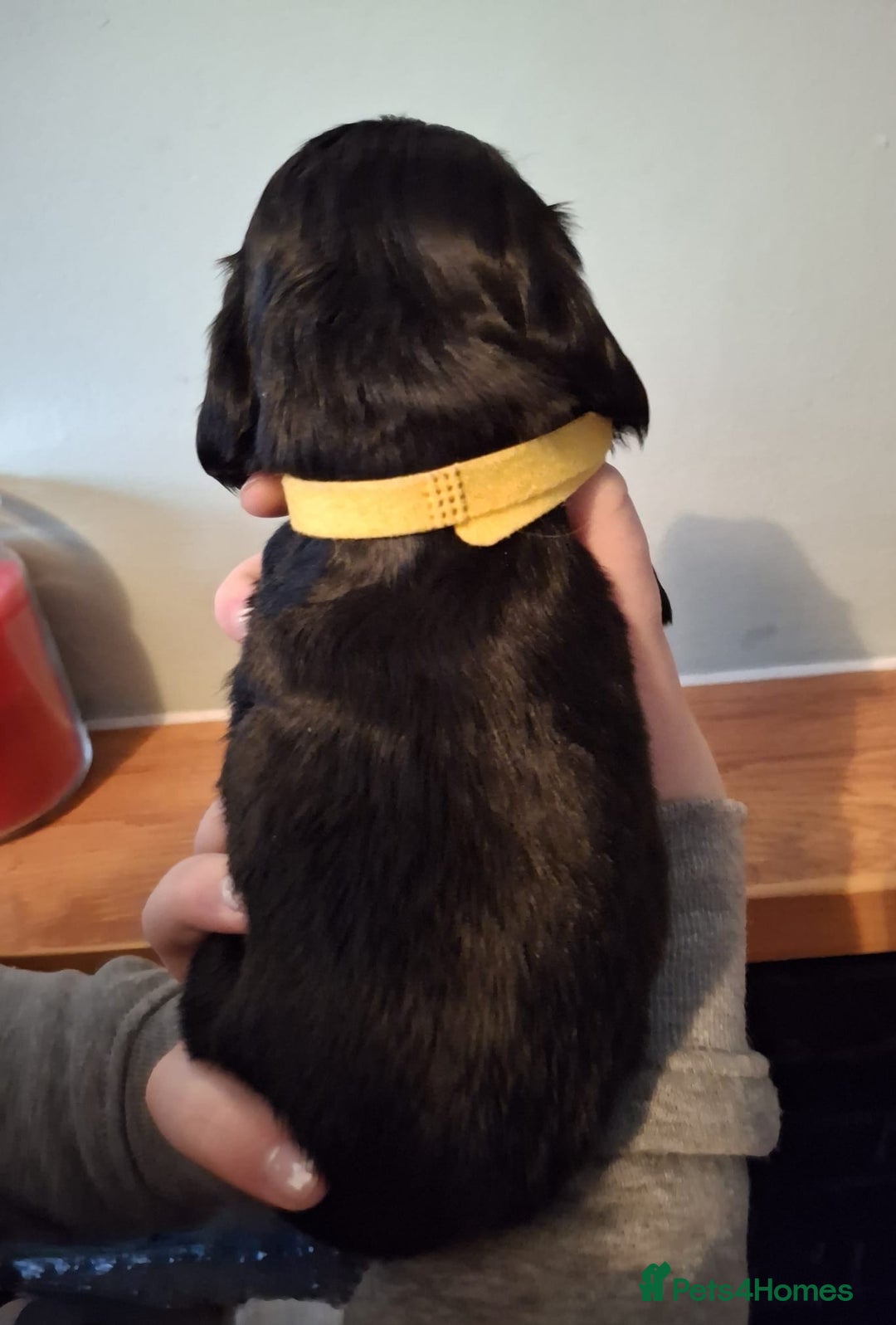 Cocker Spaniel dogs for sale: Stunning KC registered show cocker puppies - Advert 16