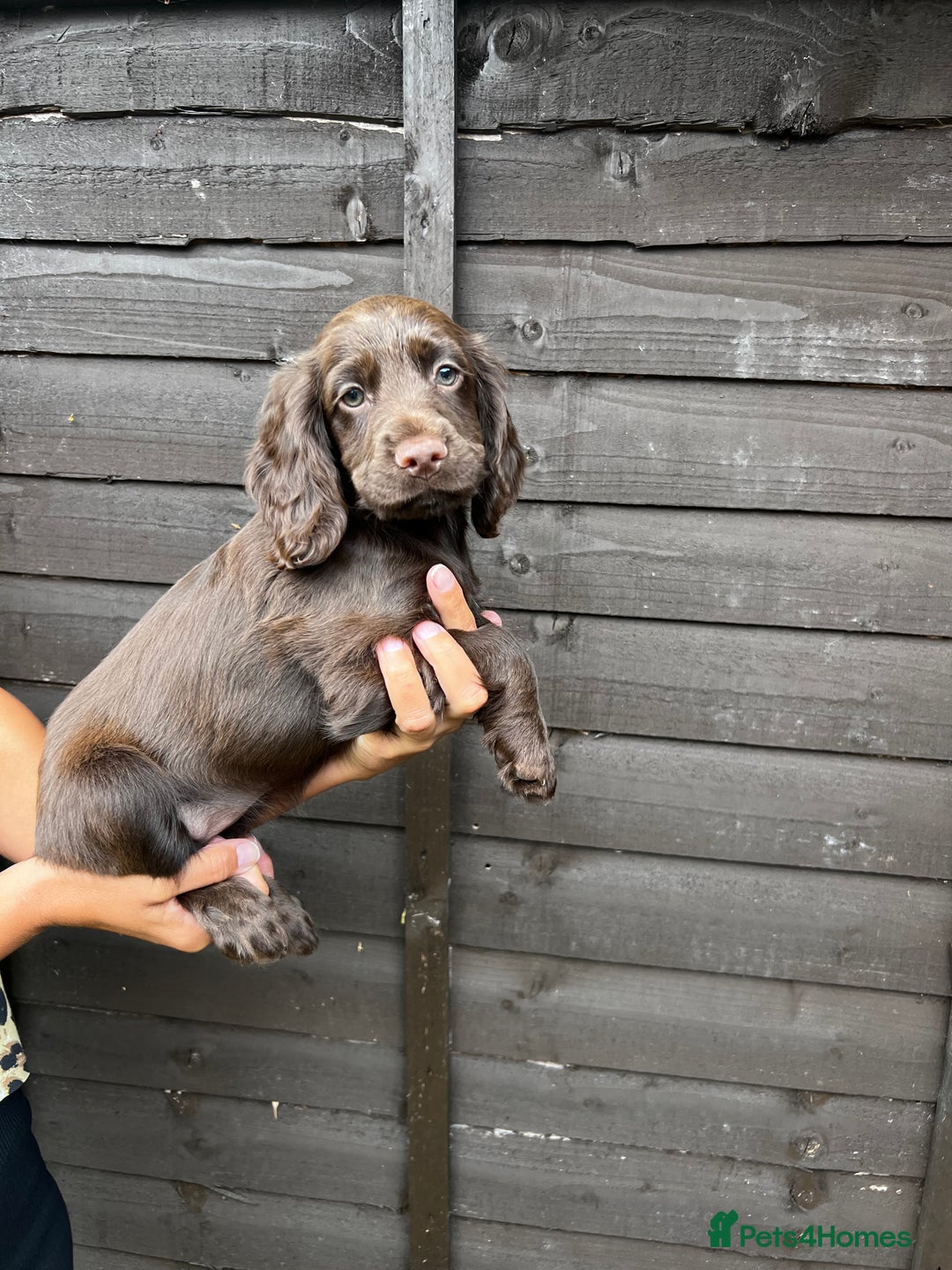 Cocker Spaniel dogs for sale: Cocker spaniel female puppies  - Image 21