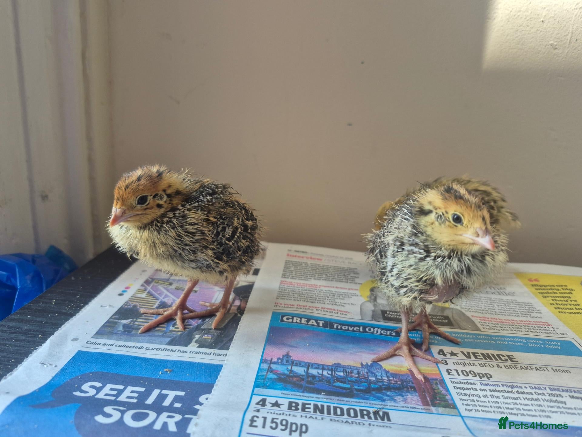 Quail poultry Quail chicks - Advert 2