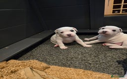 Staffordshire Bull Terrier dogs for sale: VERY RARE WHITE BLUE PIED & BLUE/WHITE SBT'S - Image 5