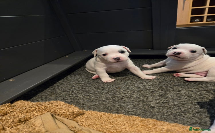 Staffordshire Bull Terrier dogs - Advert 7