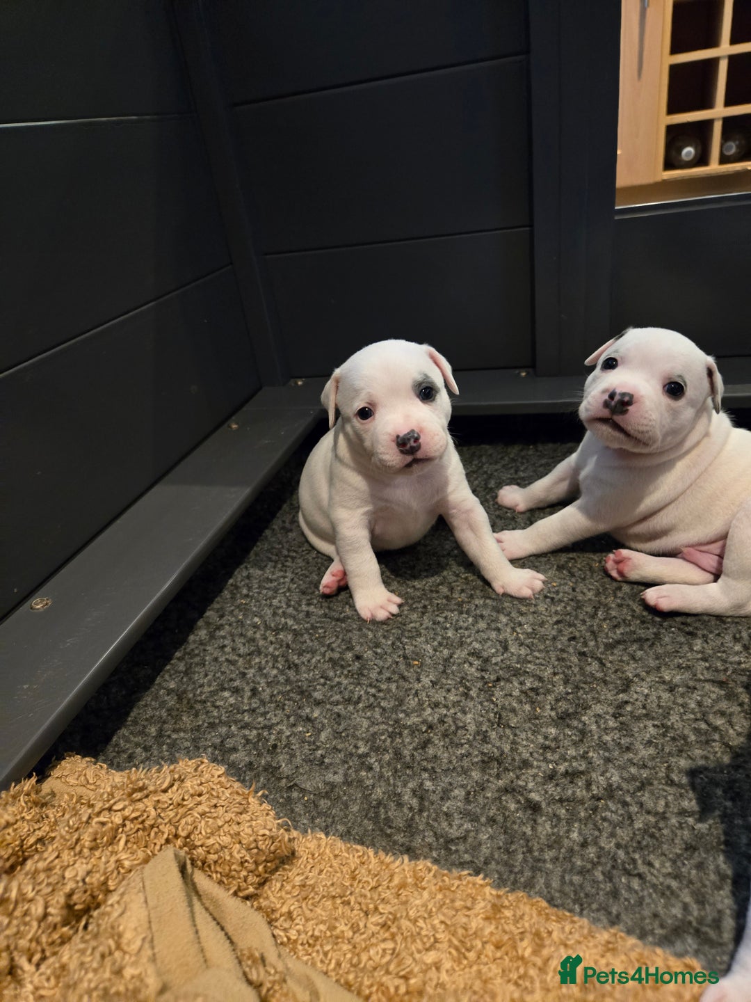 Staffordshire Bull Terrier dogs for sale: VERY RARE WHITE BLUE PIED & BLUE/WHITE SBT'S - Image 5