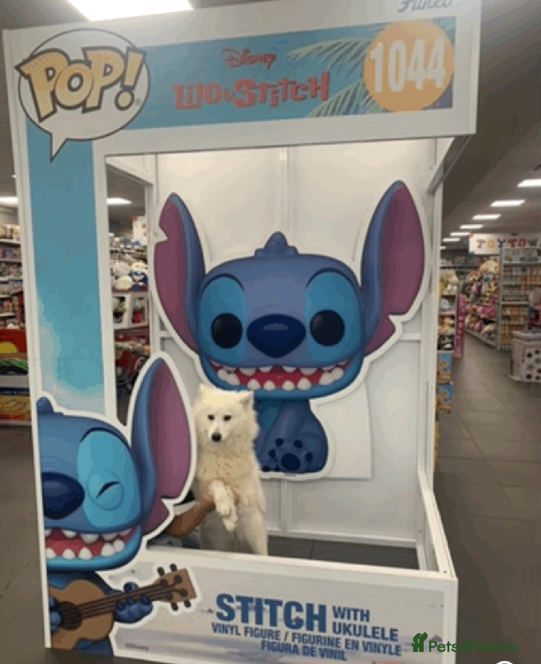 Samoyed dogs for sale: 1 Year old Samoyed Female Dog - Available now! - Image 4