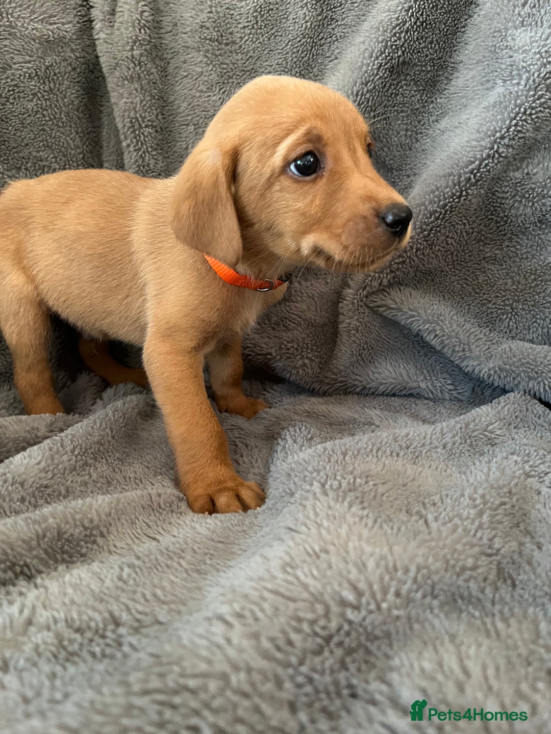 Labrador Retriever dogs for sale: READY NOW - KC Fox Red Labrador Puppies  - Image 12