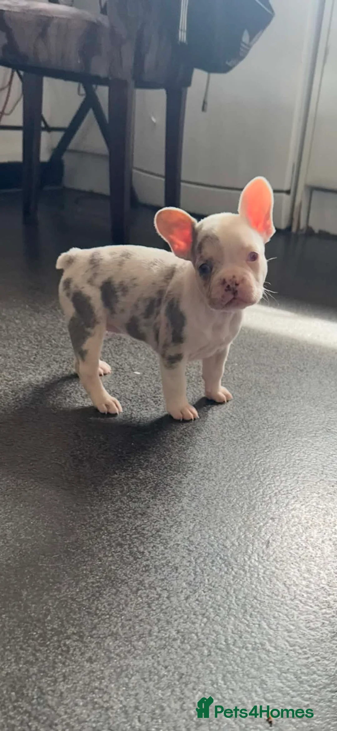 French Bulldog dogs for sale: Female frenchie  - Advert 2