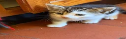 Mixed Breed cats for sale: Kittens from loving country cottage home - Advert 9