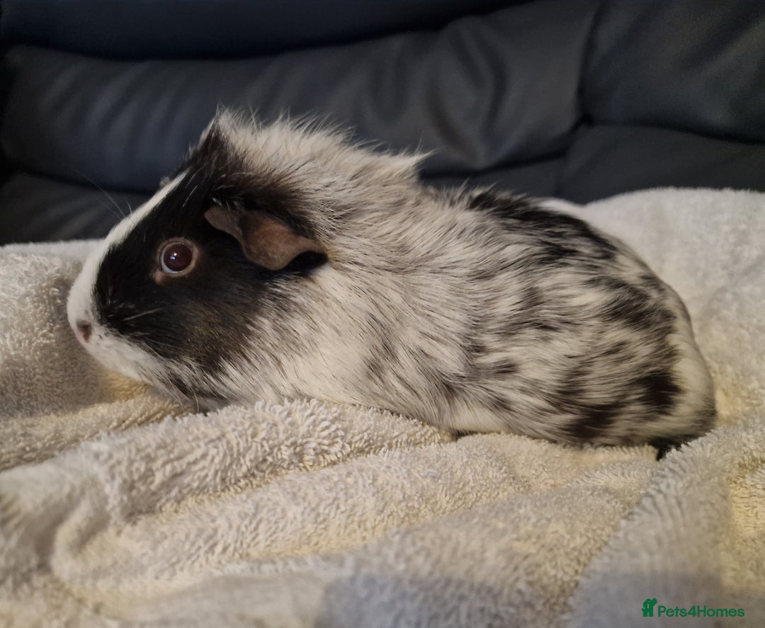 Guinea Pig rodents for sale: Male Guinea pig, special home needed - Advert 4