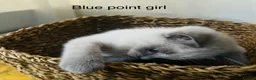 Mixed Breed cats for sale: Siamese x Ragdoll Kittens Looking for Loving Homes - Advert 4