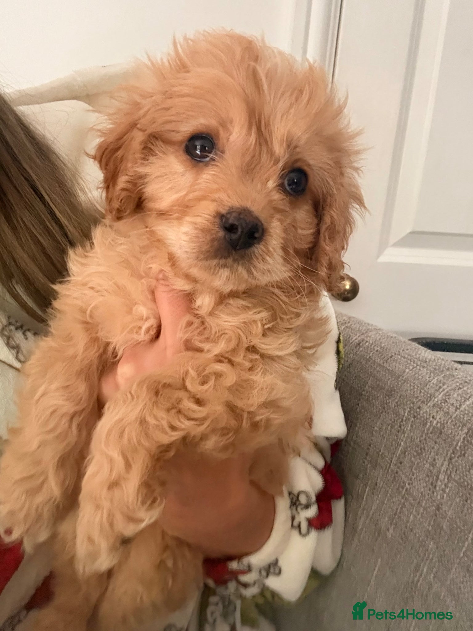 Cavapoo dogs ⭐ 1 Ruby Boy Ready today! Health tested Cavapoos⭐ - Advert 3