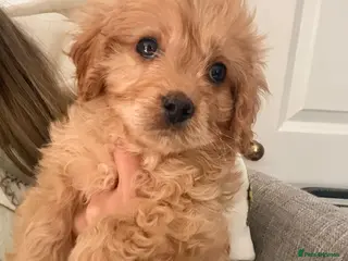 Cavapoo dogs ⭐ 1 Ruby Boy Ready today! Health tested Cavapoos⭐ - Advert 3