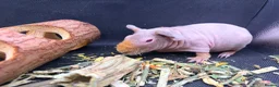 Guinea Pig rodents for sale: Boy & Girl Skinny Pig - Ready Now in Caterham - Advert 12