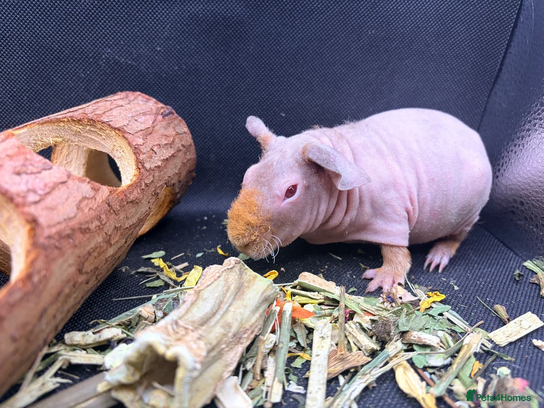 Guinea Pig rodents for sale: Boy & Girl Skinny Pig - Ready Now in Caterham - Advert 12