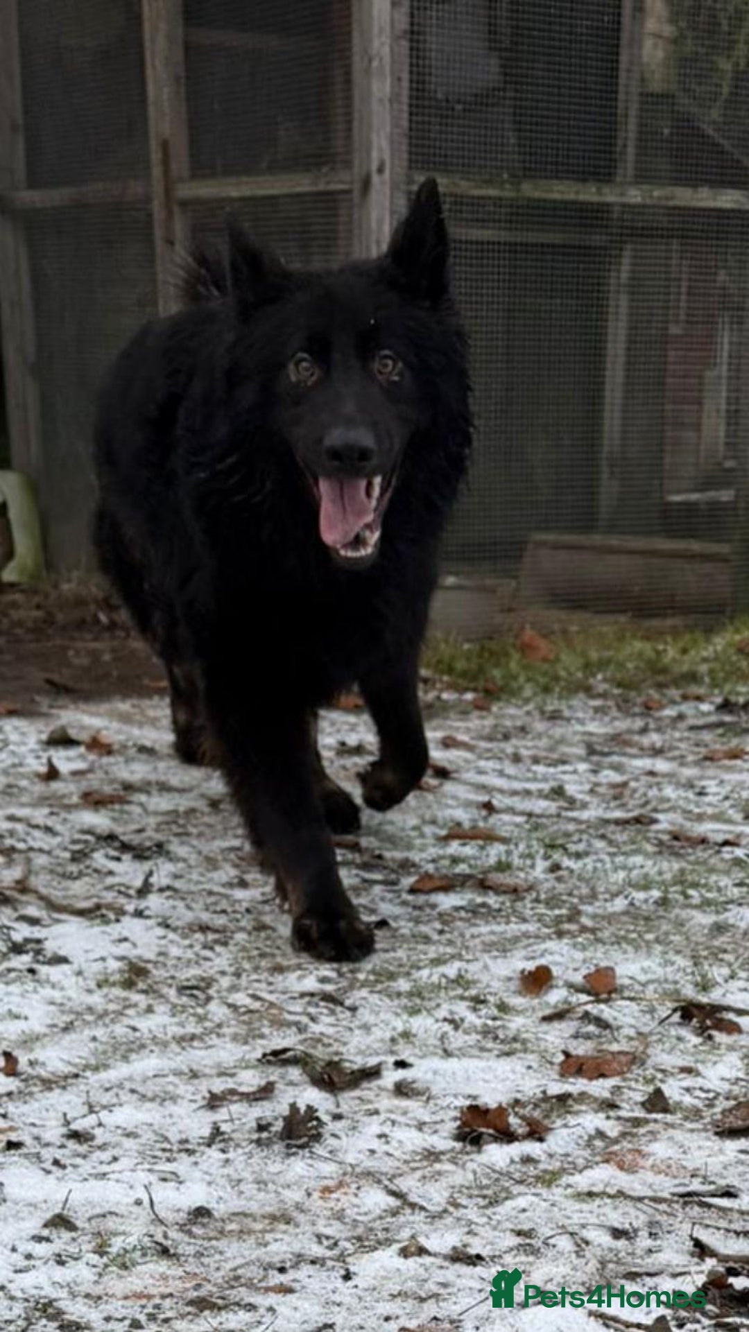 German Shepherd dogs for sale: 2 gorgeous German shepherd brothers  - Advert 13