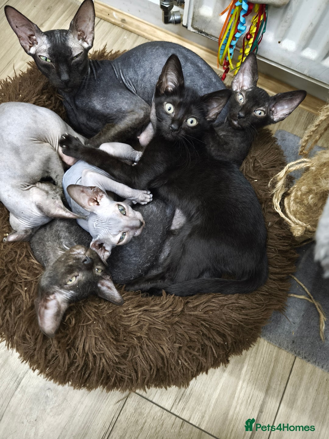 Sphynx cats for sale: Mixed sphynx kittens for sale  - Image 7