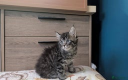 Maine Coon cats for sale: Maine Coon - Image 14