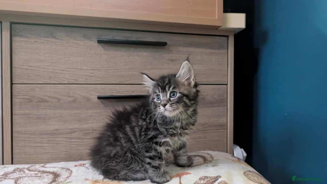 Maine Coon cats for sale: Maine Coon - Image 14
