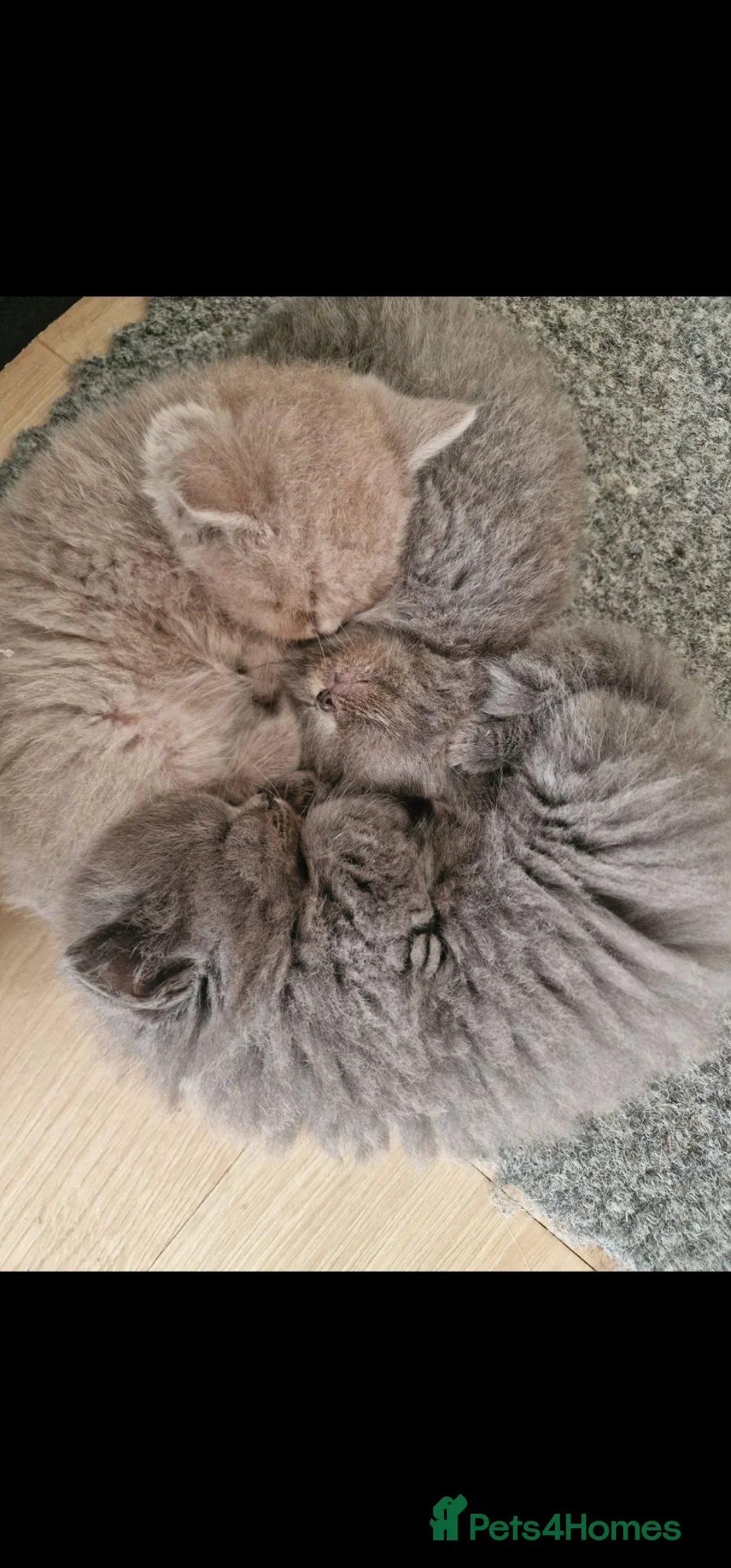 British Shorthair cats for sale: 3 beautiful British shorthair kittens - Advert 2