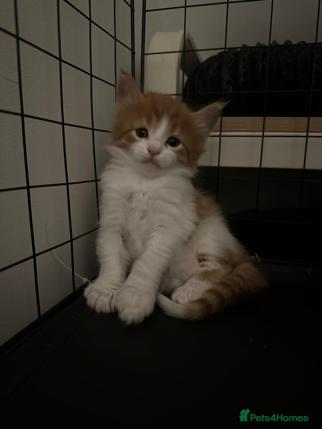 Maine Coon cats for sale: 6x Maine Coon kittens for sale - Advert 13