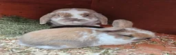 Mini Lop rabbits for sale: Mother & Bunnie for sale together  - Advert 12
