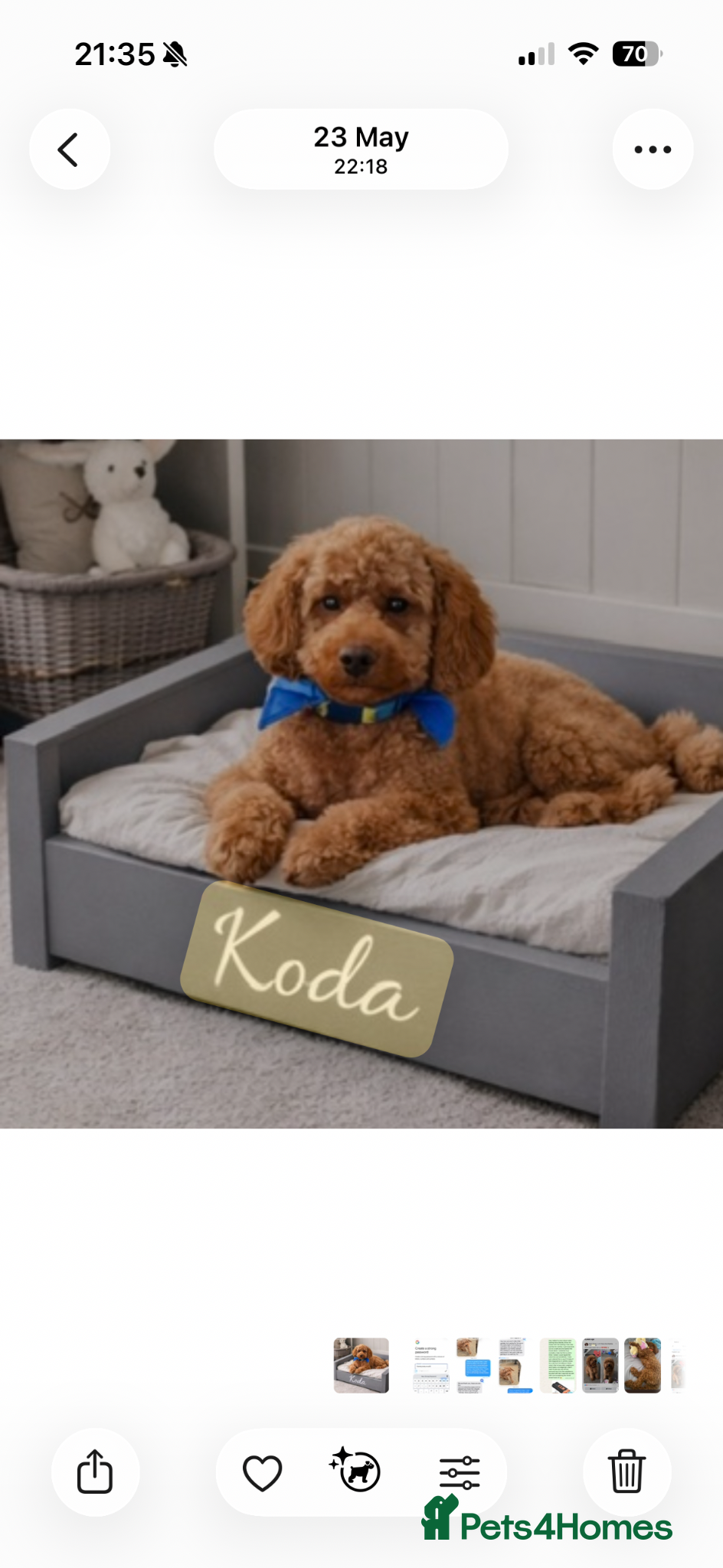 Cockapoo dogs for stud: 🐾 Proven Deep Red F1b Cockapoo Stud Available 🐾 - Advert 1