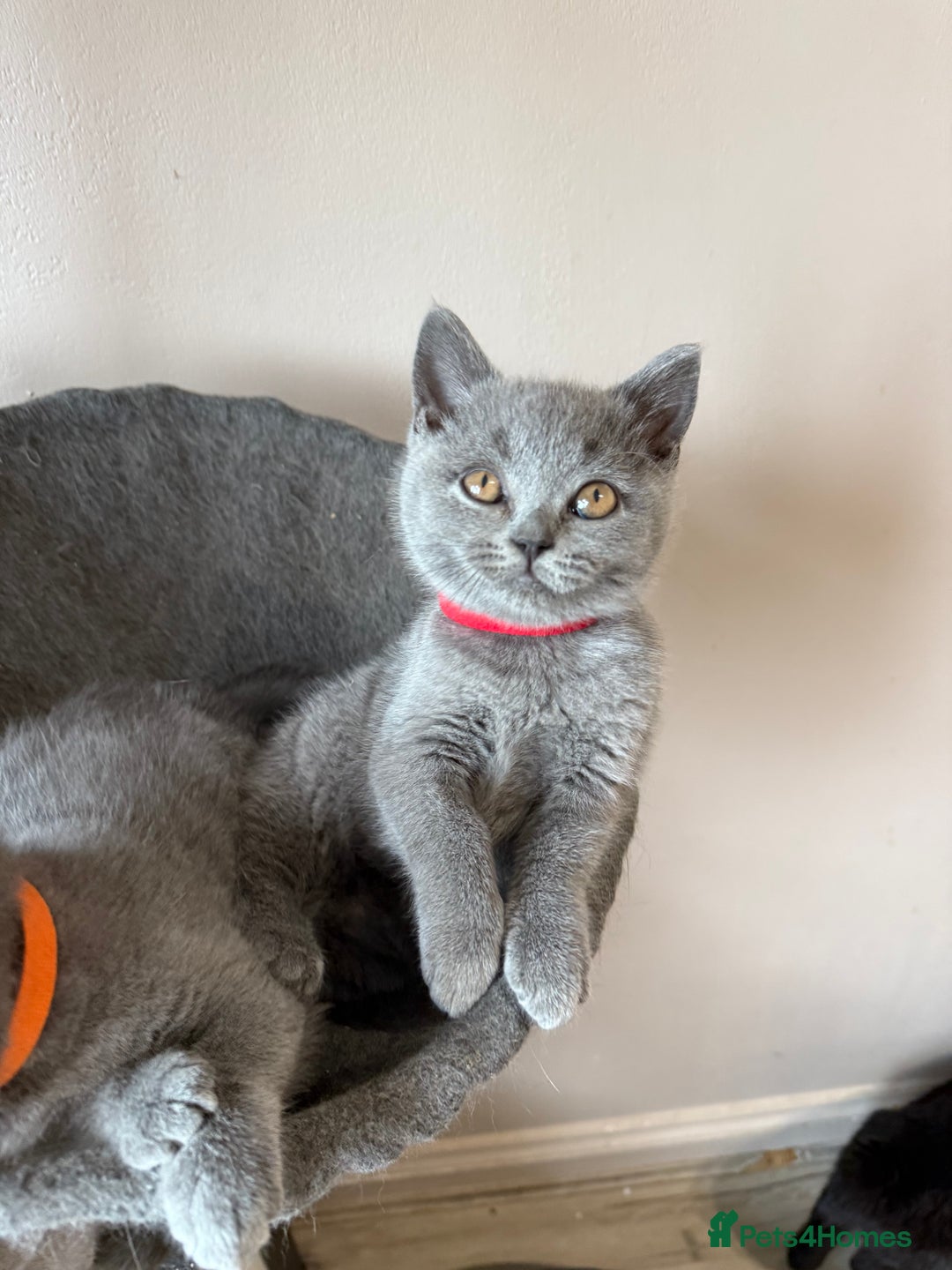 British Shorthair cats for sale: Last pedigree female kitten ready to leave now!! - Advert 1