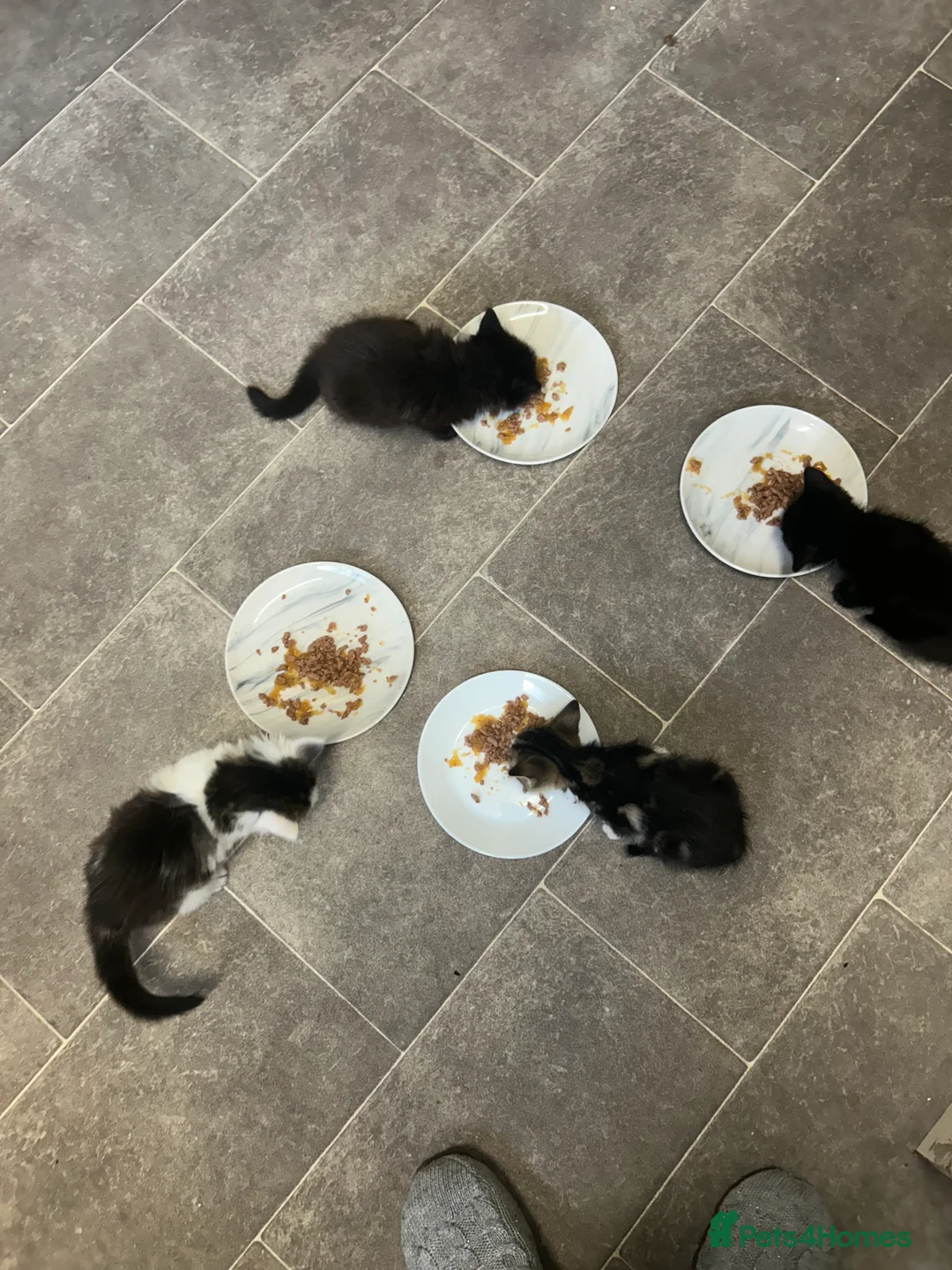 Mixed Breed cats for sale: Black fluffy loving kitten for sale  in Wigan - Advert 2