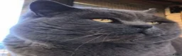 British Shorthair cats for stud: GCCF STUD BRITISH SHORTHAIR BIG MILTON KEYNES  in Milton Keynes - Advert 5