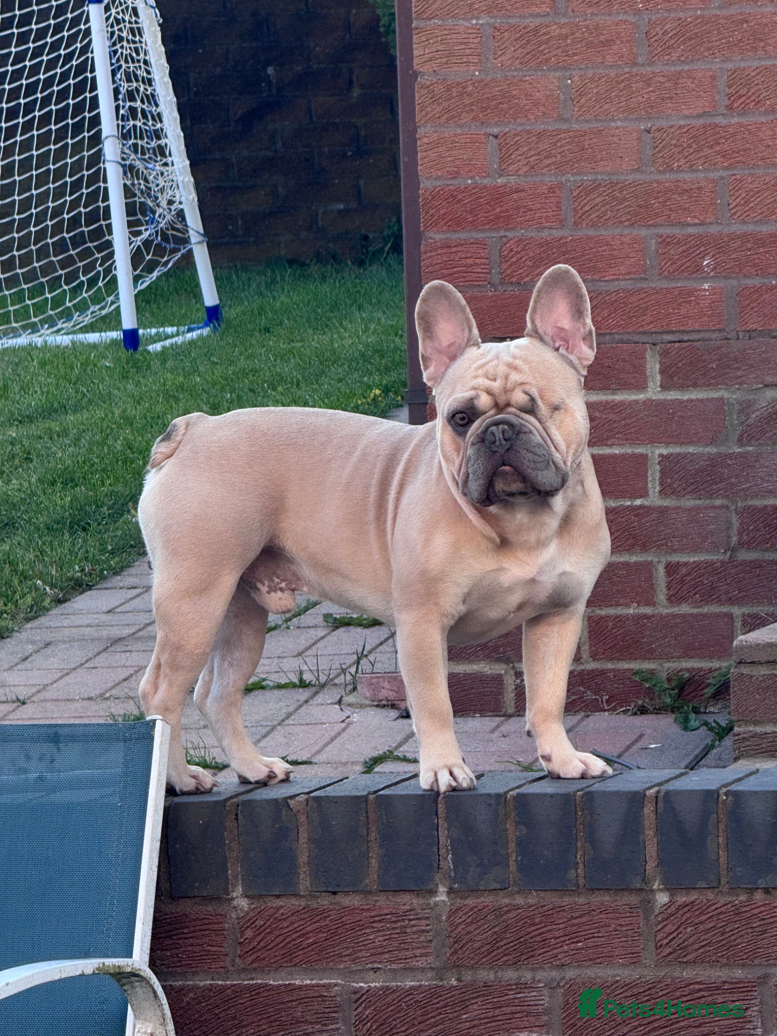 French Bulldog dogs 🐾 French Bulldog Stud Available 🐾 - Advert 2