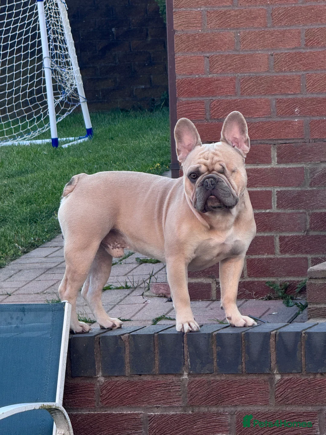 French Bulldog dogs for stud: 🐾 French Bulldog Stud Available 🐾 in Peterlee - Advert 1