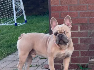 French Bulldog dogs 🐾 French Bulldog Stud Available 🐾 - Advert 2