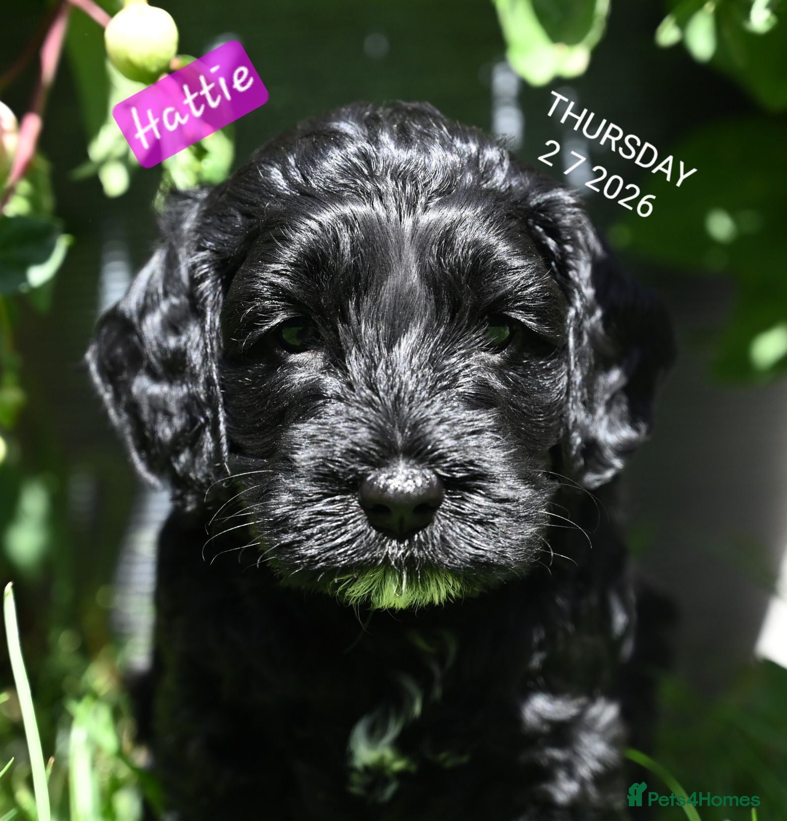Cockapoo dogs 🐾F2 Cockapoos Puppies Wiltshire💗💗💗💙💙 - Advert 2