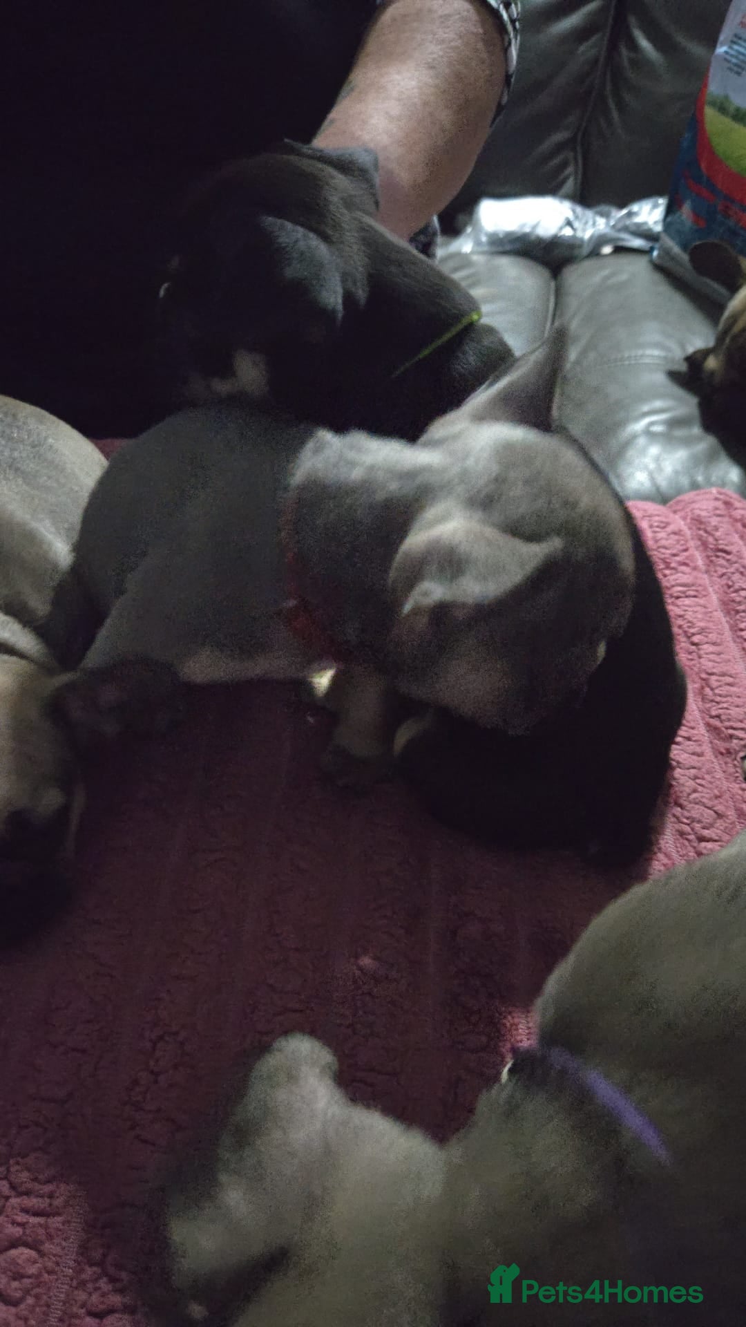 French Bulldog dogs for sale: French bull dog Puppies - Image 29