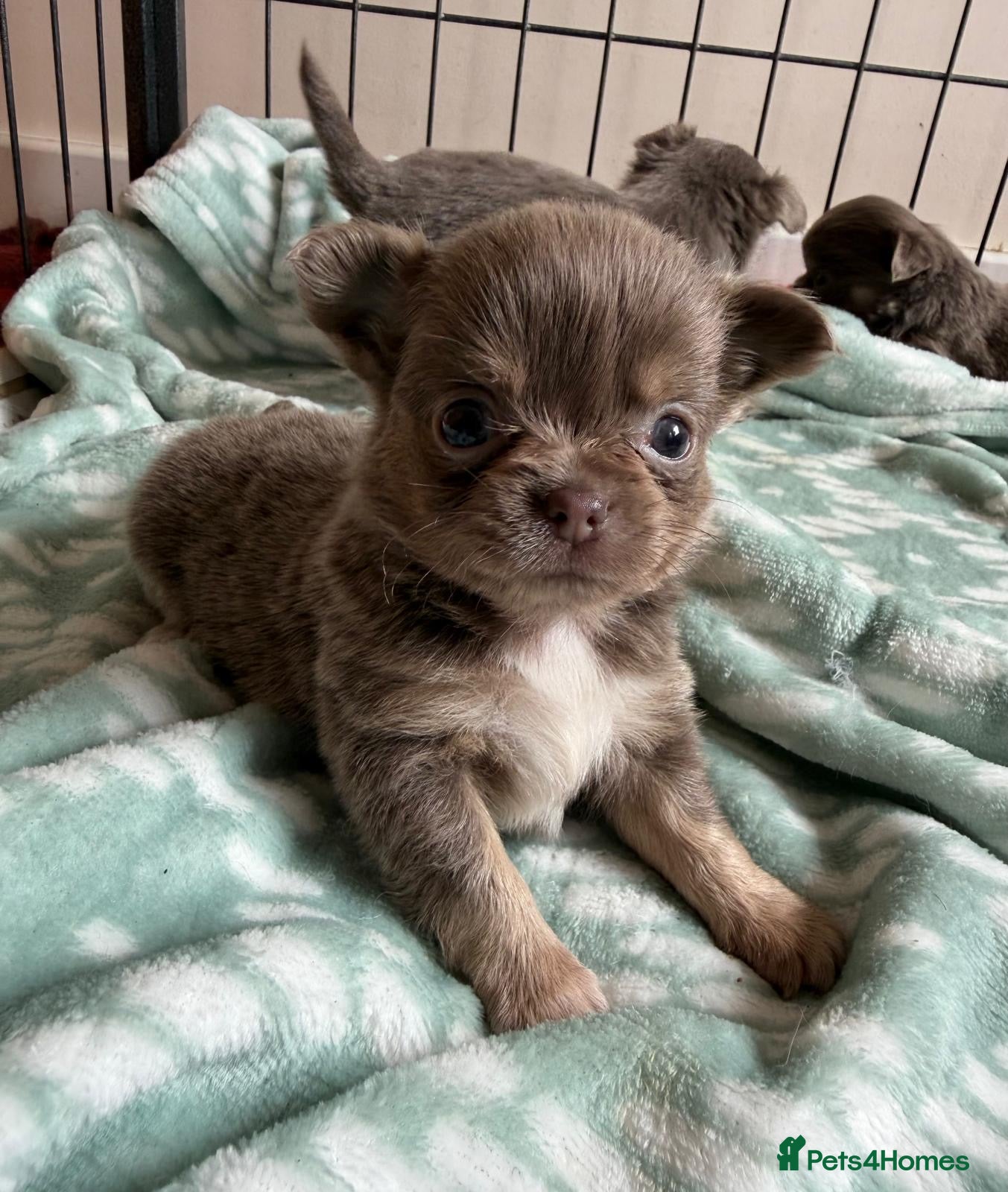 Chihuahua dogs for sale: Gorgeous lilac long coat girls and boys - Advert 3