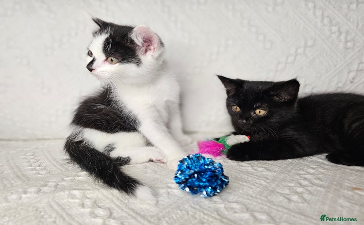 Scottish Fold cats - Advert 1