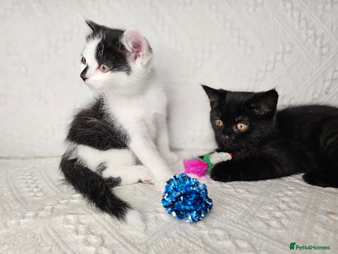 Scottish Fold cats for sale: Scottish straight x British short kittens  - Image 1