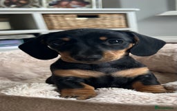 Miniature Dachshund dogs for sale: KC Miniature Dachshund - Image 11