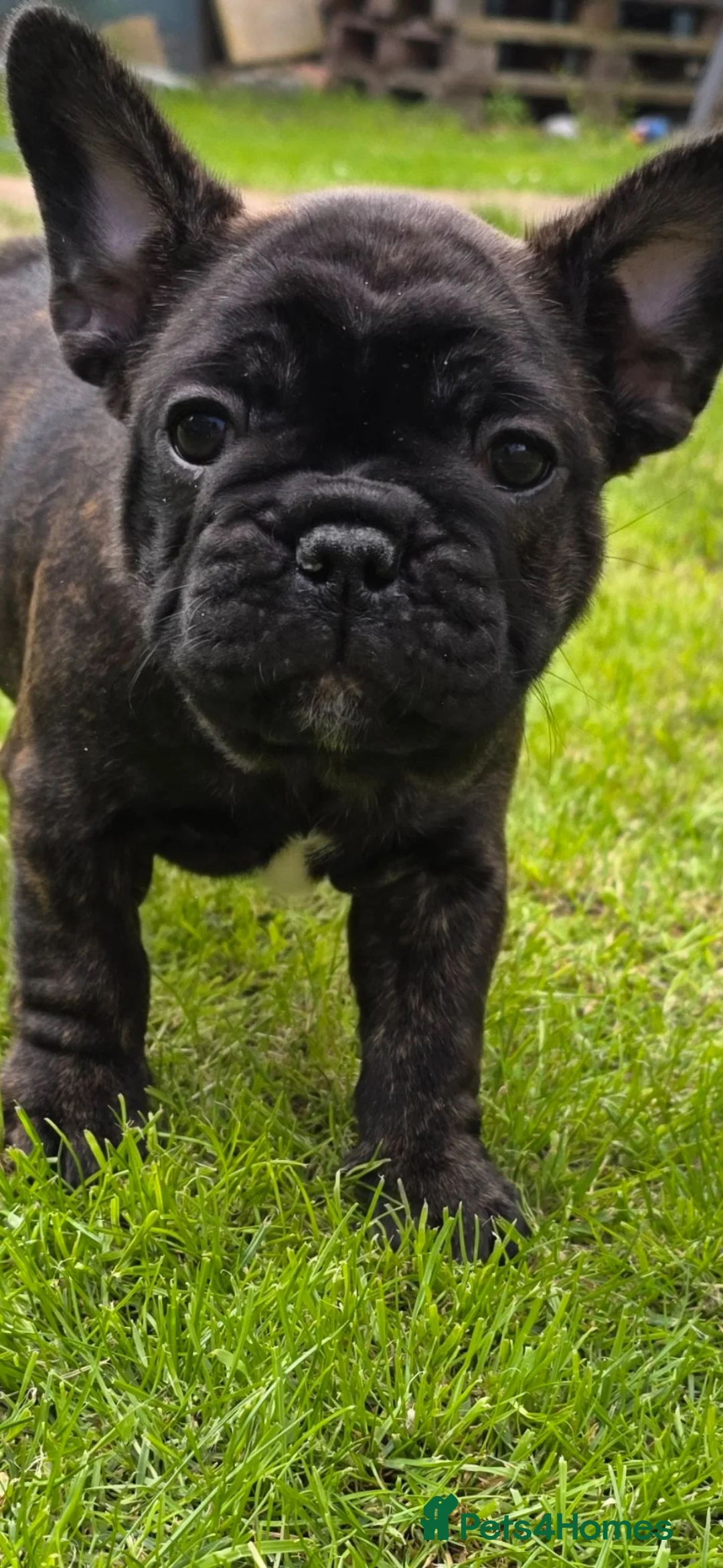 French Bulldog dogs for sale: "Last French Bulldog Puppy Available – Ready Now - Advert 2