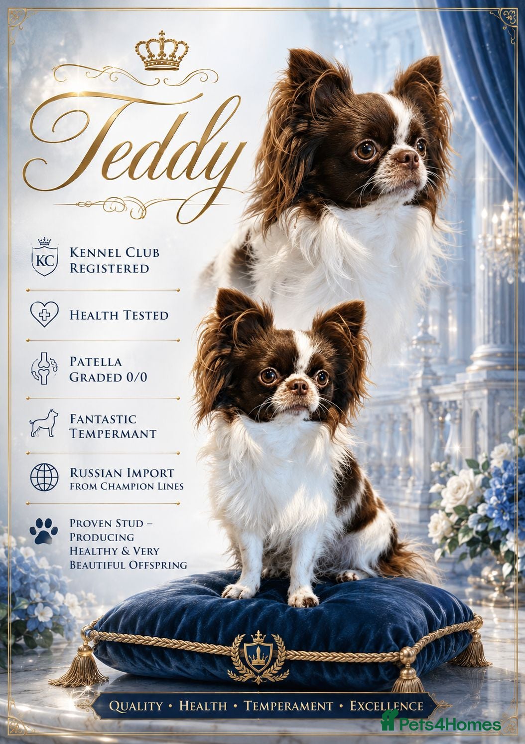 Chihuahua dogs KC reg-Heath Tested-Proven Stud - Advert 22