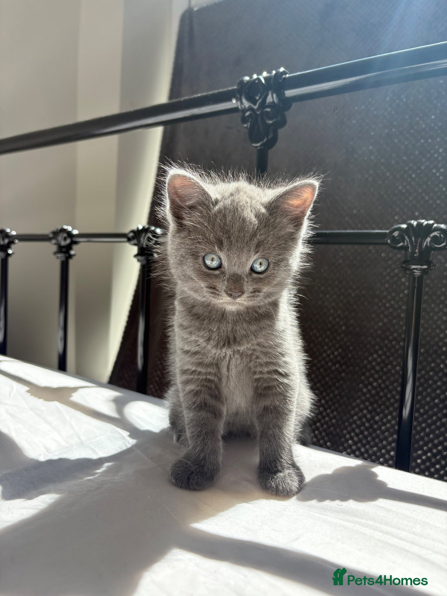British Shorthair cats Grey British short hair  - Advert 1