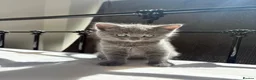 British Shorthair cats for sale: Grey British short hair  in Saint Austell - Advert 1