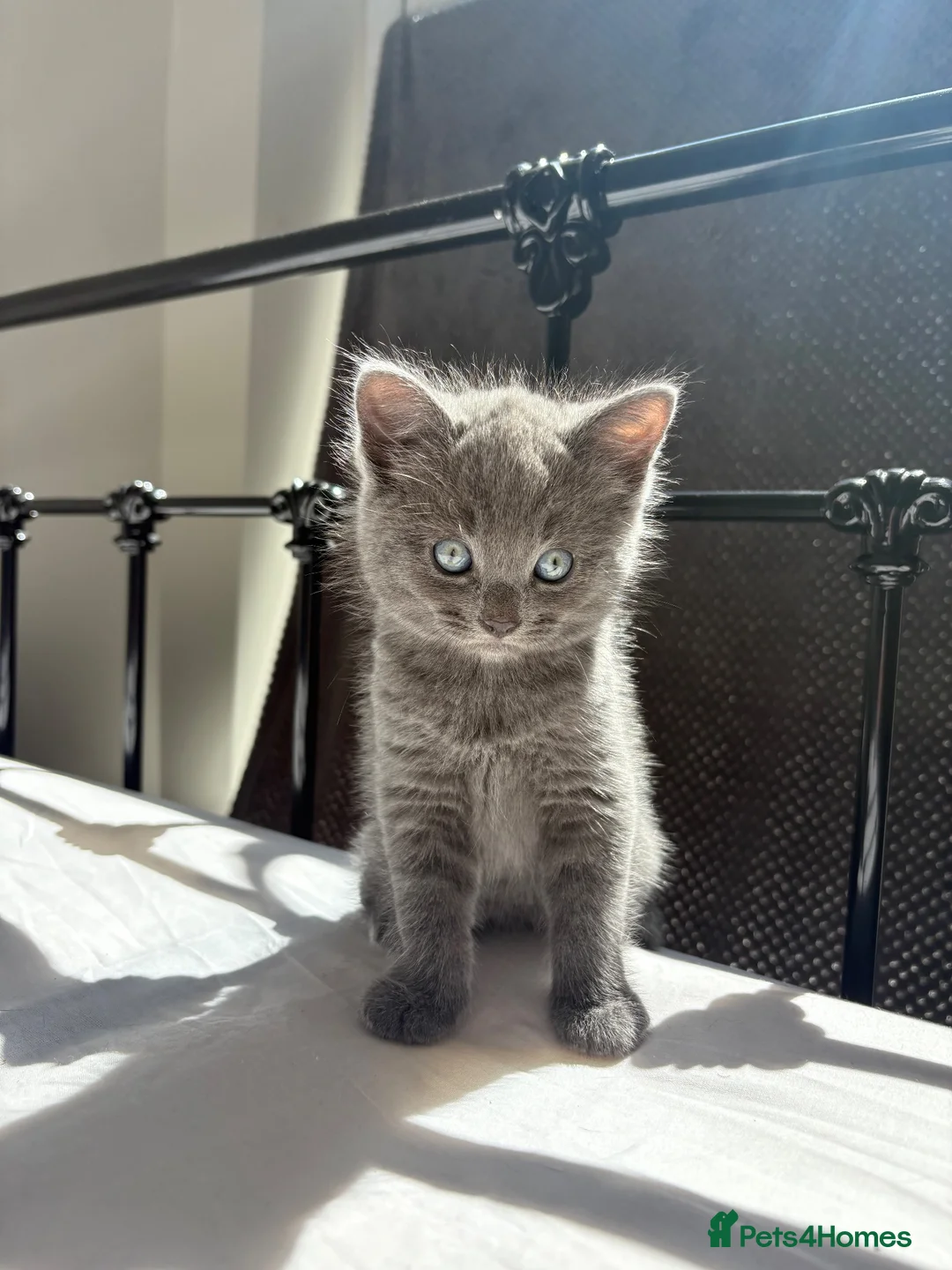 British Shorthair cats for sale: Grey British short hair  in Saint Austell - Advert 1