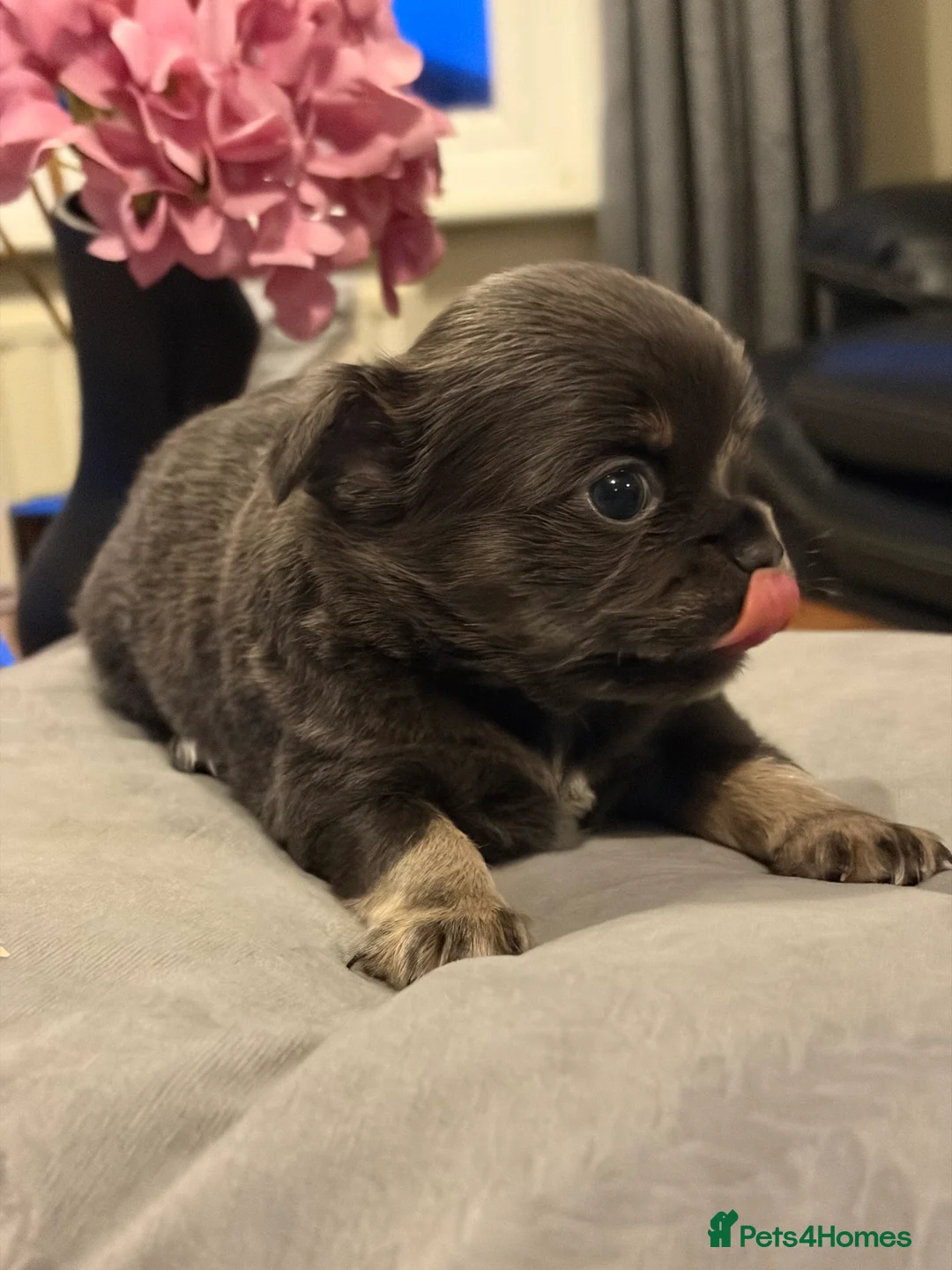 Chihuahua dogs for sale: Beautiful chihuahua puppies in Leatherhead - Advert 15