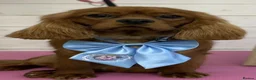 Cavalier King Charles Spaniel dogs for sale: Stunning Cavalier King Charles Spaniel Pups - Advert 9