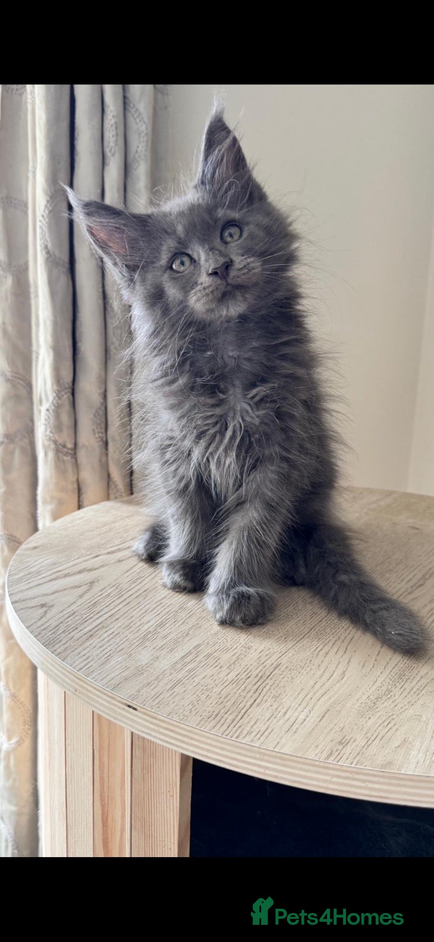 Maine Coon cats GCCF Rarely Available Mackerel XXLRussianBloodline - Advert 2