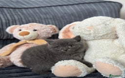 British Shorthair cats for sale: Gorgeous Champions line British Shorthair - Image 21