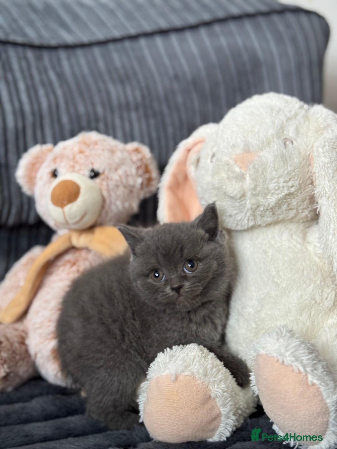 British Shorthair cats for sale: Gorgeous Champions line British Shorthair - Image 21
