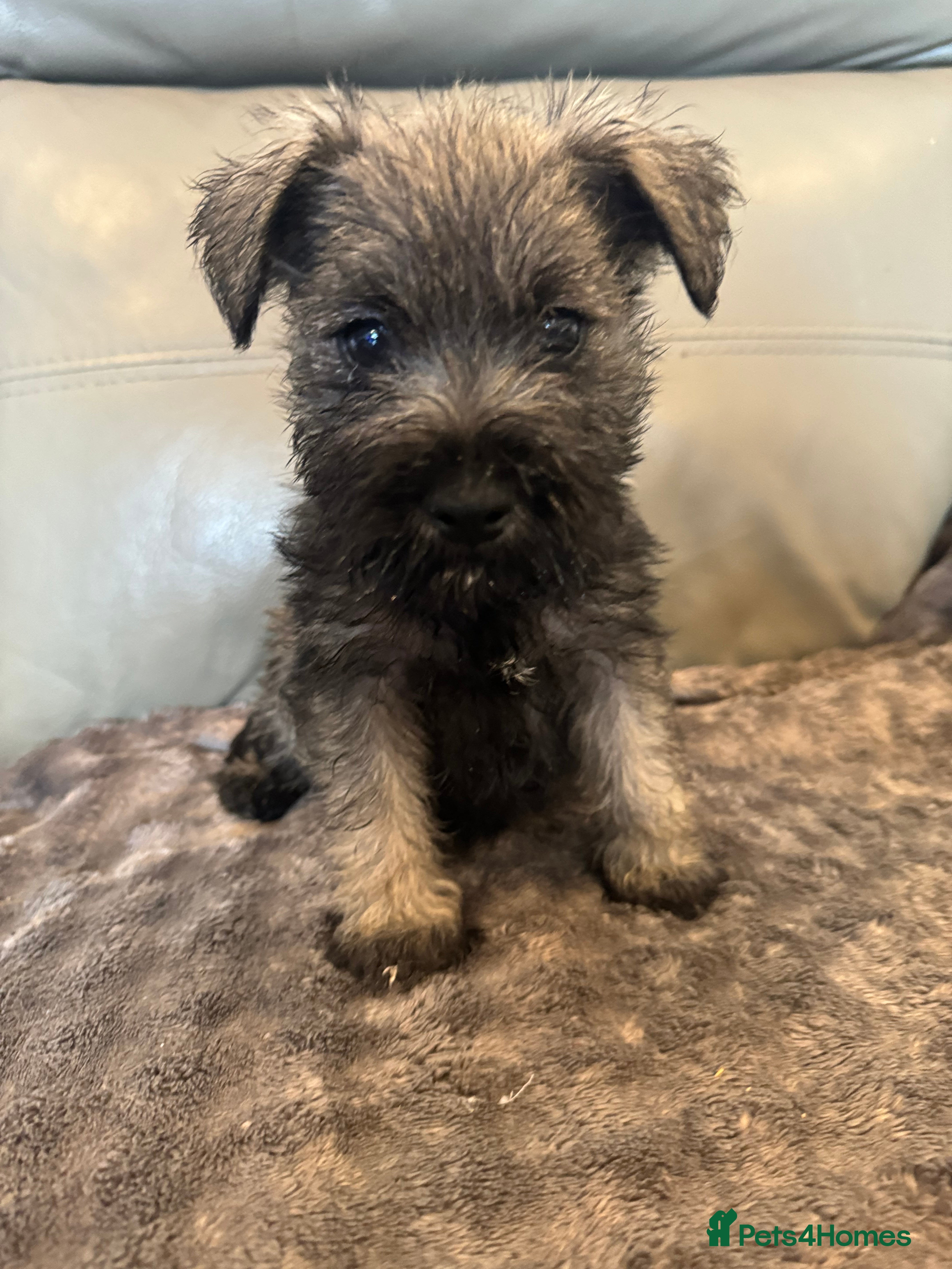 Miniature Schnauzer dogs We now have 1 girl and 1 boy avail-mini schnauzer  - Advert 16