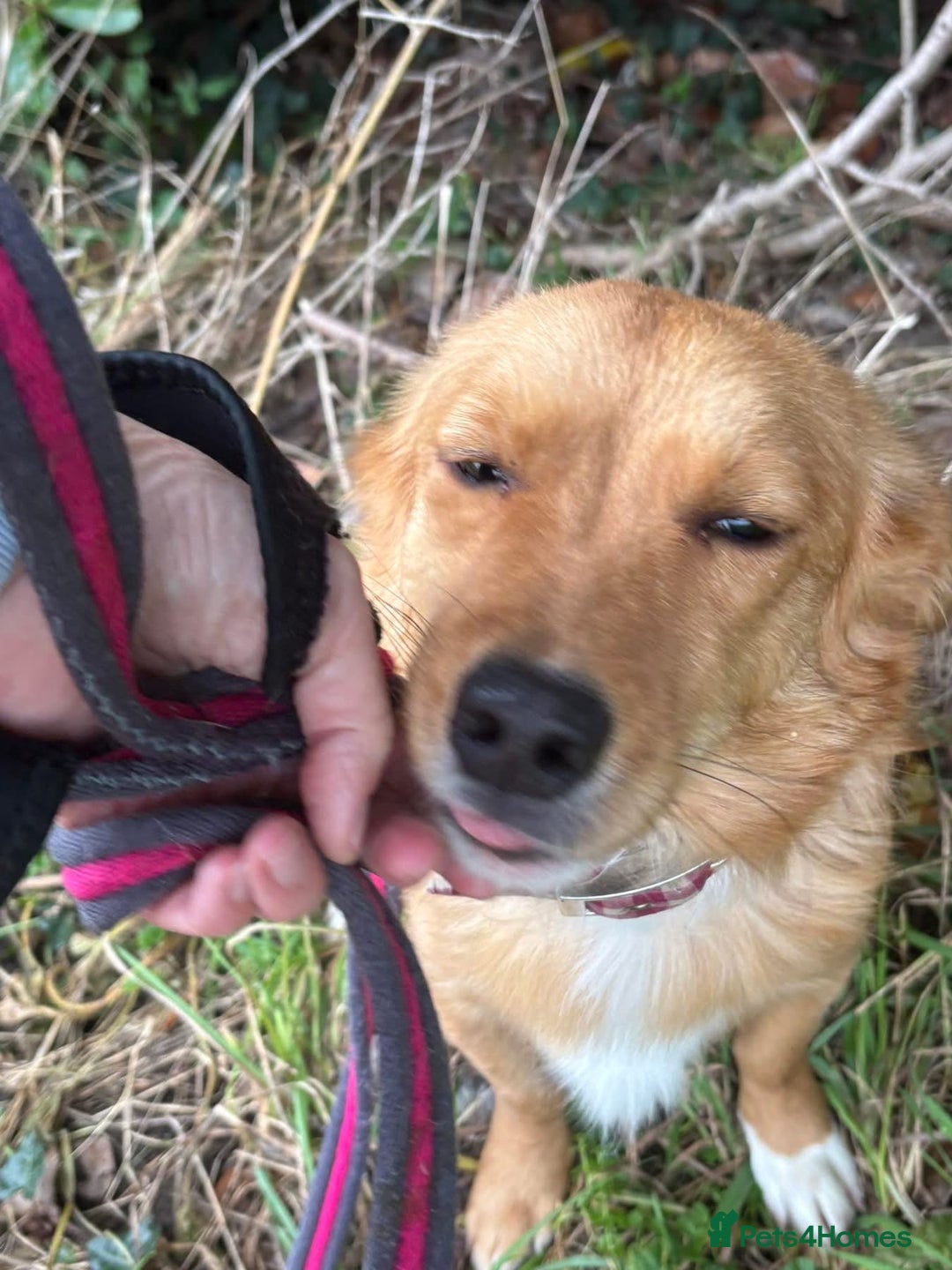 Mixed Breed dogs for adoption: Rose - Norwich Norfolk  - Advert 17