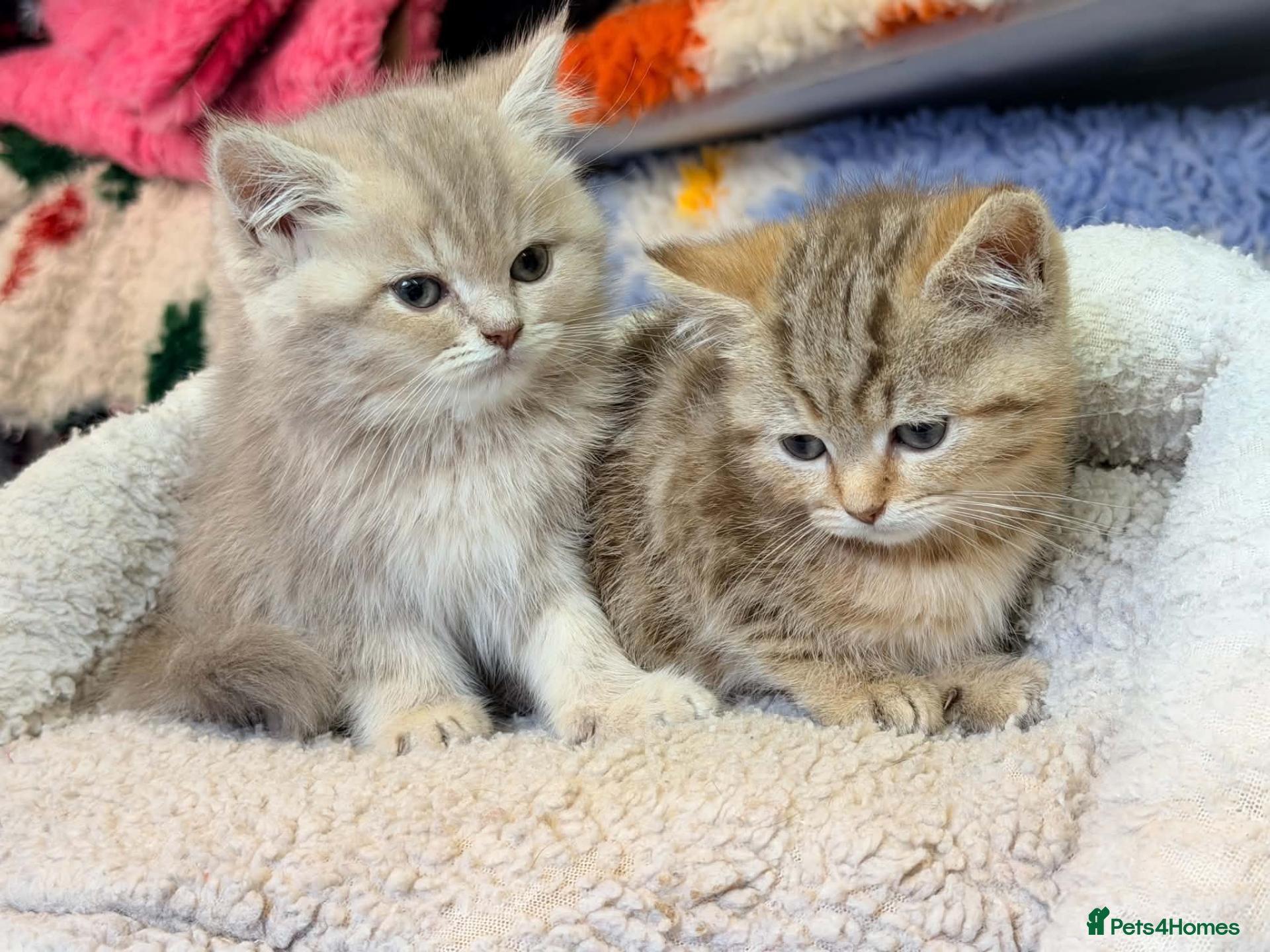 British Shorthair cats Gorgeous Lilac Golden & Blue Golden kittens - Advert 1