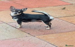 Chihuahua dogs for sale: potential smooth coat Chihuahua puppies - Image 2